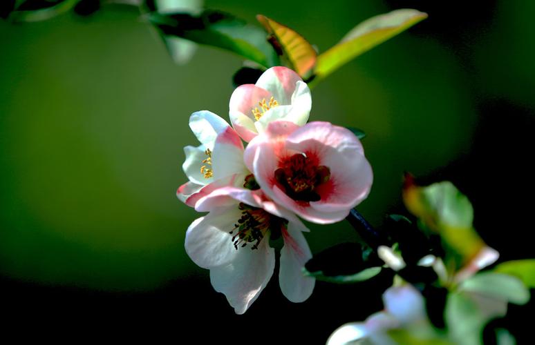 华宝冰箱调节图解_华宝冰箱调节图解说明